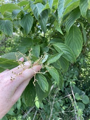 Cornus macrophylla