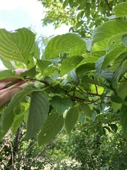 Cornus macrophylla