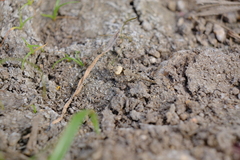 Trilophidia annulata