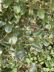 Camellia japonica