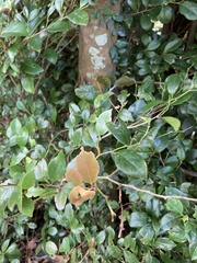 Camellia japonica