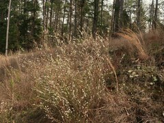 Spiraea thunbergii