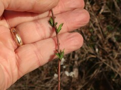 Spiraea thunbergii