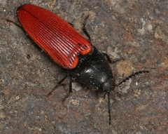 Ampedus sanguineus