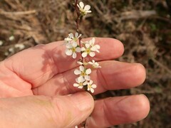 Spiraea thunbergii