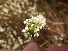 Spiraea thunbergii