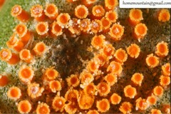 Puccinia coronata