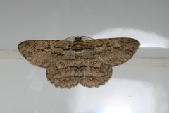 Hypomecis transcissa