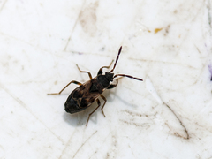 Scolopostethus thomsoni