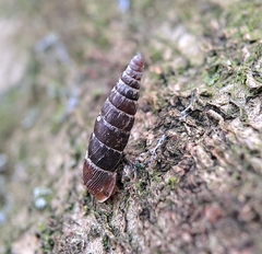 Clausilia