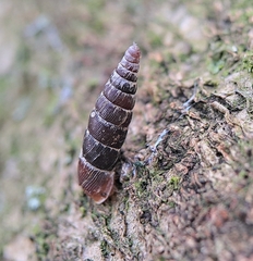 Clausilia