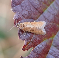 Tortricodes alternella