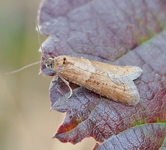 Tortricodes alternella
