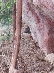 Troglodytes troglodytes