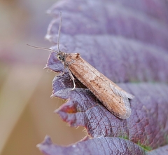 Tortricodes alternella