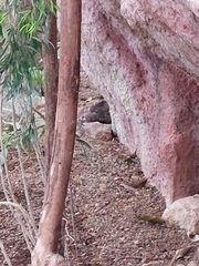 Troglodytes troglodytes