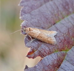 Tortricodes alternella