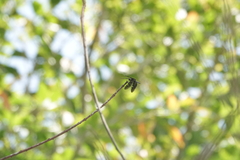 Rhyothemis obsolescens