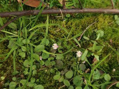 Mazus pumilus