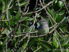 Serpophaga subcristata