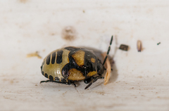 Tritomegas bicolor