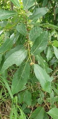 Ficus opposita