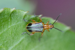 Neolema exclamationis