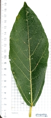 Ficus opposita