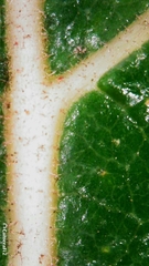 Ficus opposita