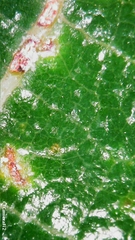Ficus opposita