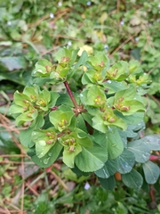 Euphorbia helioscopia