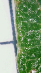 Ficus opposita