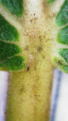 Ficus opposita