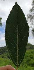 Ficus opposita