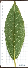 Ficus opposita