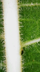 Ficus opposita