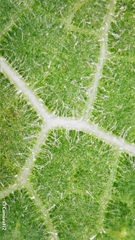 Ficus opposita
