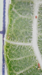Ficus opposita