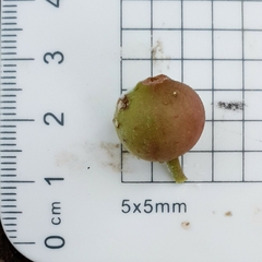 Ficus opposita