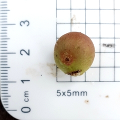 Ficus opposita