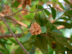 Holoptelea integrifolia