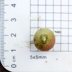Ficus opposita