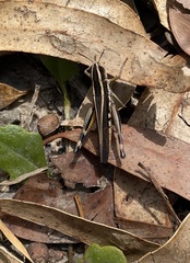 Macrotona securiformis