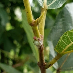 Ficus opposita