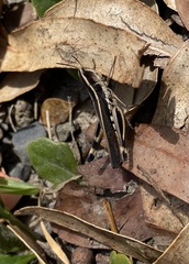 Macrotona securiformis