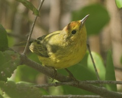 Setophaga petechia bryanti