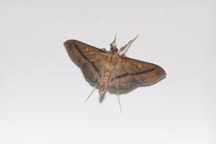 Filodes fulvidorsalis