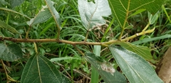Ficus opposita