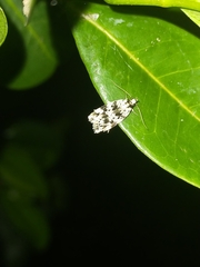 Barea eucapnodes