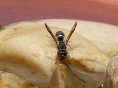 Antepipona